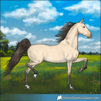 Horse Color:Buckskin Dun 