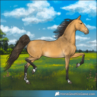Horse Color:Buckskin 