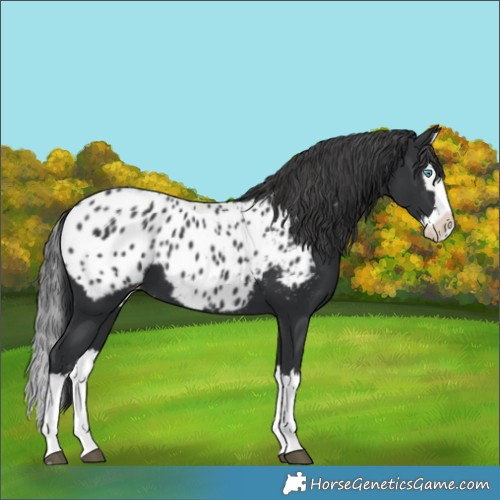 Horse Color:Black Splash Appaloosa 