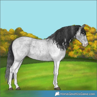 Horse Color:White Spotted Blue Roan Rabicano  and White Spotted Blue Roan Rabicano 
