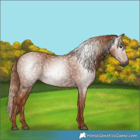 Horse Color:Gray Chestnut 