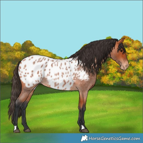 Horse Color:Bay Roan Near Leopard 