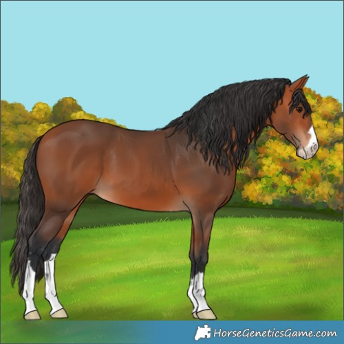 Horse Color:Bay 
