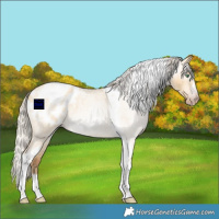 Horse Color:Gray Silver Amber Cream Champagne Roan Dun Splash Tobiano Frame Appaloosa Rabicano 