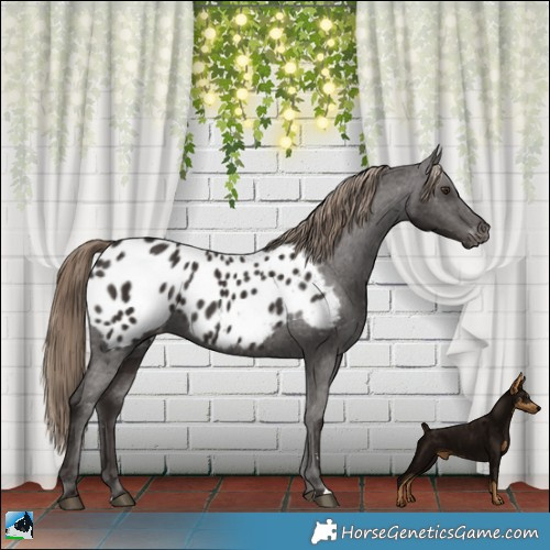 Horse Color:Liver Chestnut Appaloosa