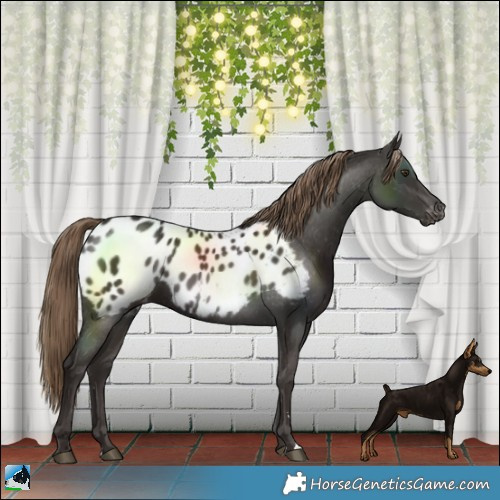 Horse Color:Liver Chestnut Blanket 