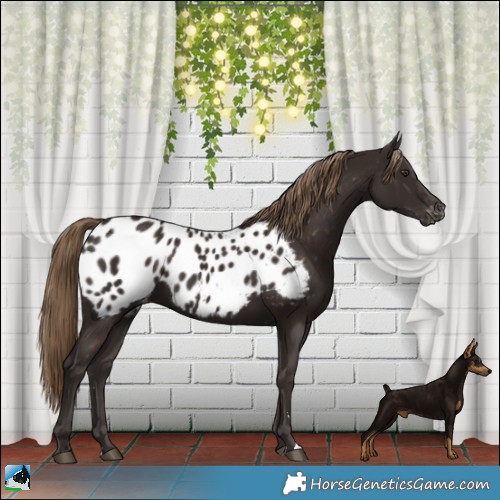 Horse Color:Liver Chestnut Appaloosa