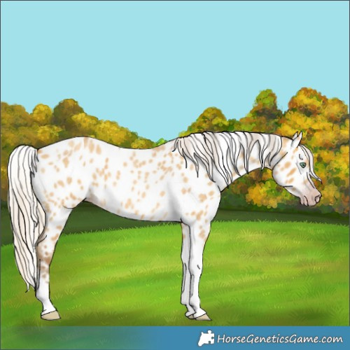 Horse Color:Gray Silver Amber Cream Champagne Roan Dun Splash Tobiano Frame Near Leopard Rabicano 