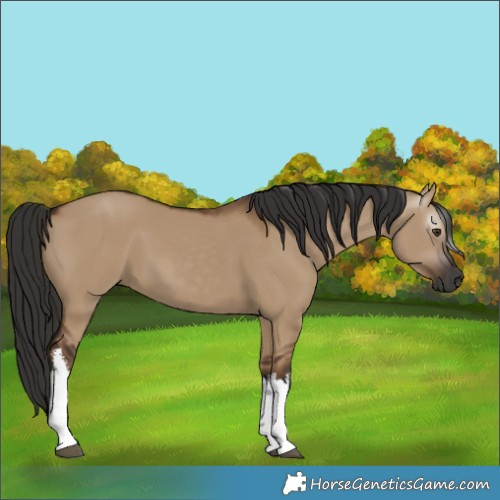 Horse Color:Gray White Spotted Liver Red Dun 