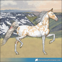 Horse Color:Gray Silver Amber Cream Champagne Roan Dun Splash Tobiano Frame Appaloosa Rabicano 