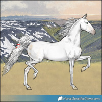 Horse Color:Gray Silver Amber Cream Champagne Roan Dun Splash Tobiano Frame Appaloosa Rabicano