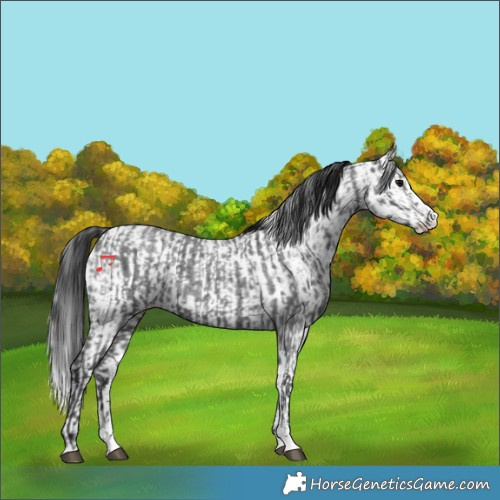 Horse Color:Blue Roan Sabino Splash  and Blue Roan Sabino Splash Near Leopard 
