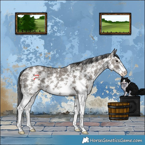 Horse Color:Grullo Sabino Rabicano 