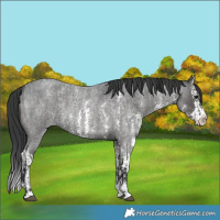 Horse Color:Blue Roan Sabino Splash and Blue Roan Sabino Splash