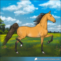 Horse Color:Buckskin 