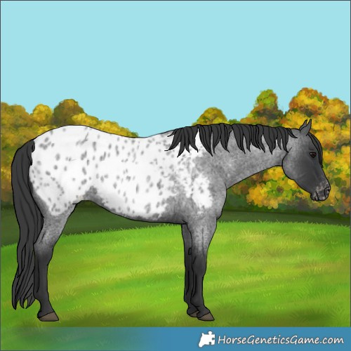 Horse Color:Blue Roan Appaloosa 