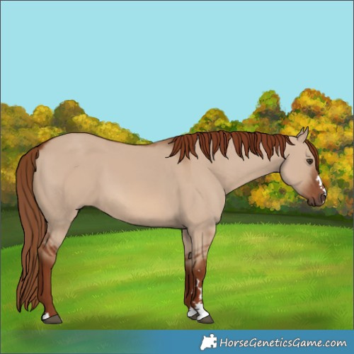 Horse Color:Red Dun 