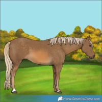 Horse Color:Chocolate Palomino