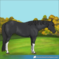 Horse Color:Black Tobiano 
