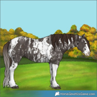 Horse Color:Liver Chestnut Sabino Splash Tobiano Appaloosa and Liver Chestnut Sabino Splash Tobiano