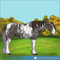 Horse Color:Liver Chestnut Sabino Splash Tobiano Appaloosa  and Liver Chestnut Sabino Splash Tobiano 