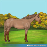 Horse Color:Red Dun 