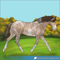 Horse Color:Amber Champagne Sabino Tobiano and Amber Champagne Sabino Tobiano