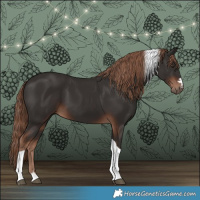 Horse Color:Liver Chestnut Tobiano 