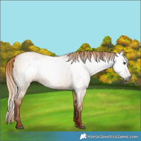 Horse Color:Gray Red Dun
