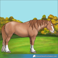 Horse Color:Gold Champagne Splash 