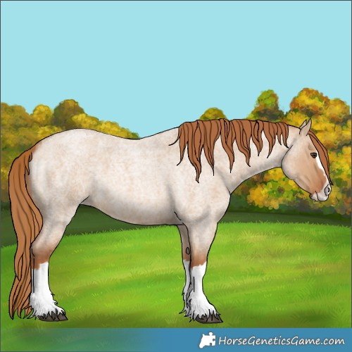 Horse Color:Red Dun Roan Splash 
