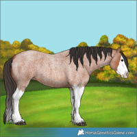 Horse Color:Unknown 