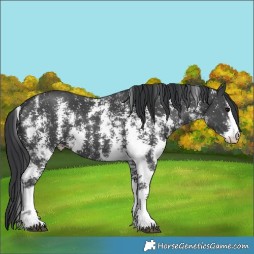 Horse Color:Black Sabino