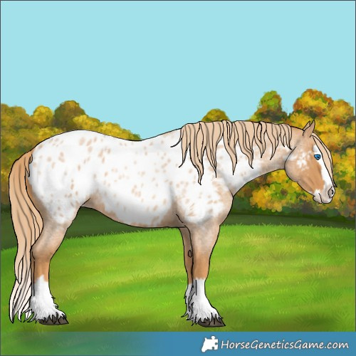 Horse Color:Red Roan Splash Near Leopard 
