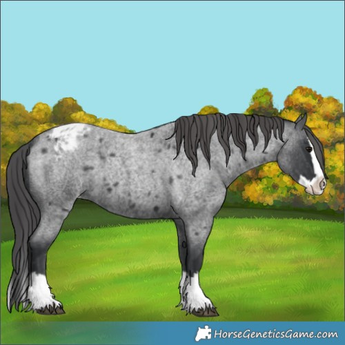 Horse Color:Blue Roan Splash Blanket 