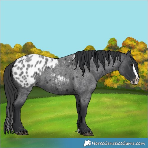 Horse Color:Blue Roan Splash Blanket 