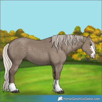 Horse Color:Silver Grullo 