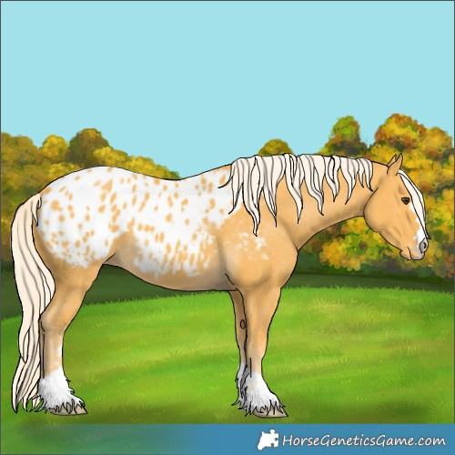 Horse Color:Palomino Blanket
