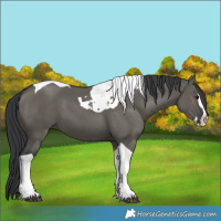 Horse Color:Unknown 