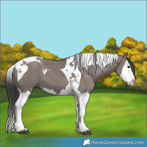 Horse Color:Grullo Splash Tobiano 