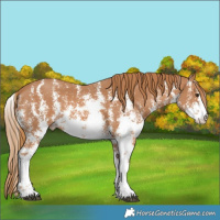 Horse Color:Chestnut Sabino 