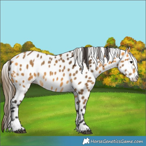 Horse Color:Buckskin Leopard