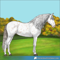 Horse Color:Bay Appaloosa 