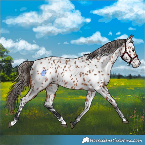 Horse Color:Bay Appaloosa 