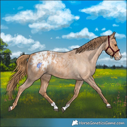 Horse Color:Red Roan Splash Appaloosa 