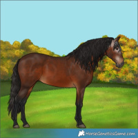 Horse Color:Gray Bay 