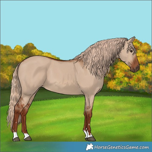 Horse Color:Red Dun 