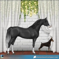 Horse Color:Black Splash