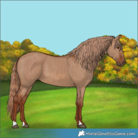 Horse Color:Red Dun 
