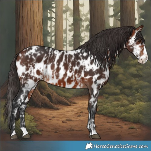 Horse Color:Bay Sabino Splash Appaloosa and Bay Sabino Splash Appaloosa